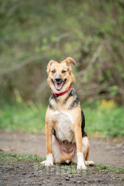 Собаки в Домодедово: Возьми меня домой Девочка, Бесплатно - фото 1