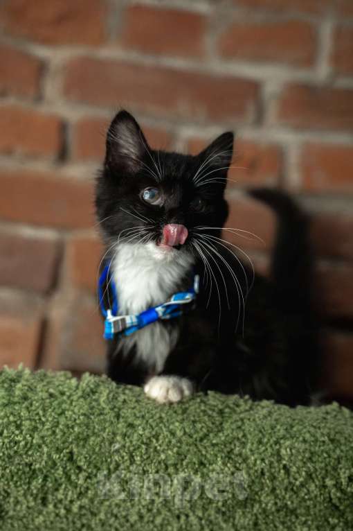 Кошки в Санкт-Петербурге: Котенок ищет друга Мальчик, Бесплатно - фото 6