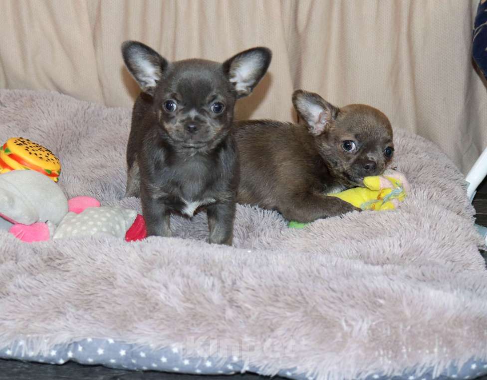 Собаки в Москве: Голубые Сестрички чихуахуа Девочка, 75 000 руб. - фото 4