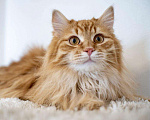 Кошки в Рязани: Рыжие котята, Бесплатно - фото 5