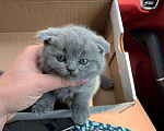 Кошки в Малмыже: Продаю котят, 6 000 руб. - фото 7
