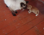 Кошки в Пскове: Отдам в добрые руки котика Мальчик, 1 руб. - фото 2