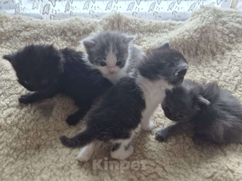 Кошки в Москве: Котята ищут дом Мальчик, Бесплатно - фото 2