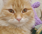 Кошки в Баймаке:  Потерялась кошка имя софа рыжего окраса Девочка, 150 руб. - фото 3