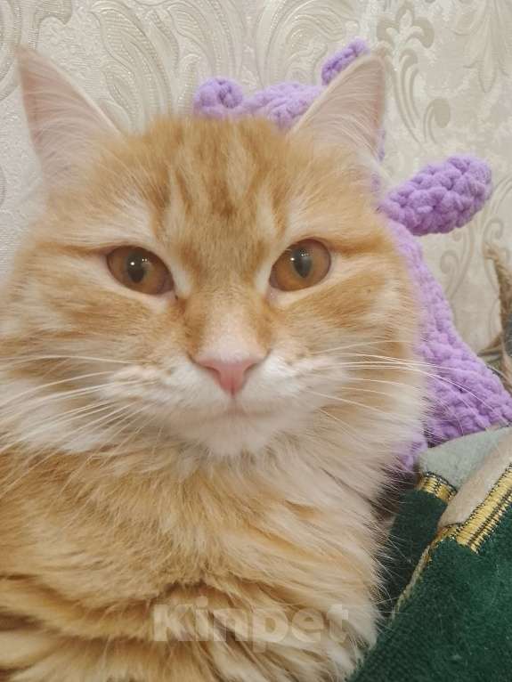 Кошки в Баймаке:  Потерялась кошка имя софа рыжего окраса Девочка, 150 руб. - фото 3