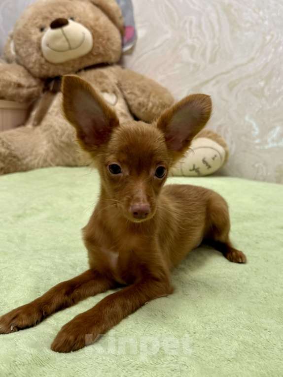 Собаки в Москве: Пражский крысарик, щенки Мальчик, Бесплатно - фото 3