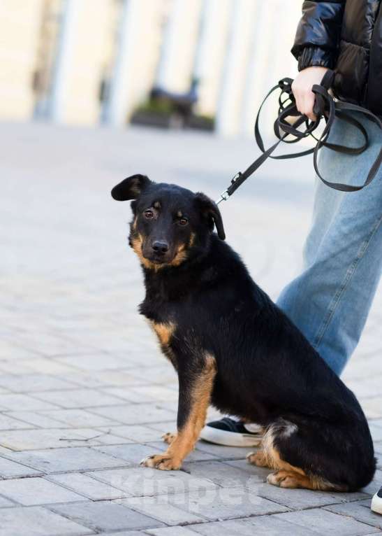 Собаки в Санкт-Петербурге: Милая собака небольшого размера Девочка, Бесплатно - фото 4