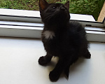 Кошки в Жуковском: Котята Девочка, Бесплатно - фото 4