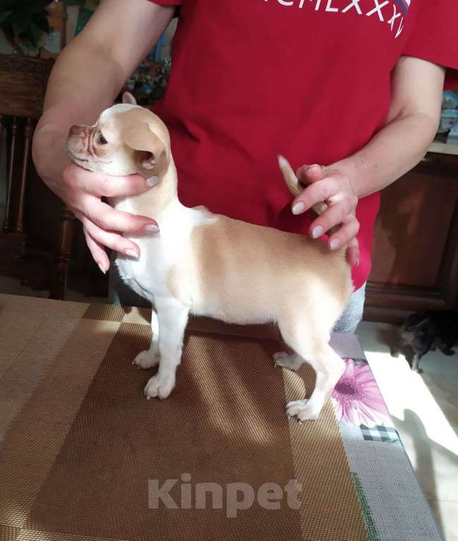 Собаки в Москве: красивая породная чихуахуа, девочка Девочка, 60 000 руб. - фото 4