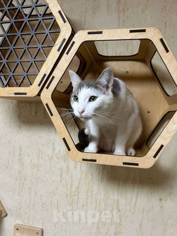 Кошки в Голицыно: 💚 Ищем любящих и заботливых хозяев для котика 💚 Мальчик, Бесплатно - фото 4