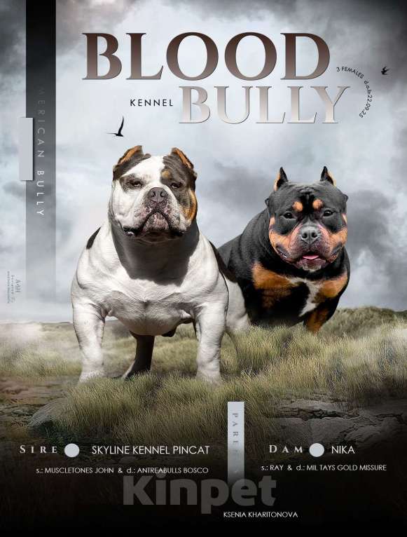 Собаки в Белово: Щенок Американский булли Девочка, 150 000 руб. - фото 2