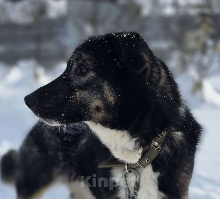 Собаки в Королеве: Нуара. Приют Зоодом, г. Королев. Девочка, Бесплатно - фото 2
