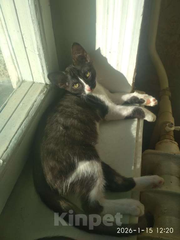 Кошки в Нальчике: Котенок в добрые руки Мальчик, Бесплатно - фото 4