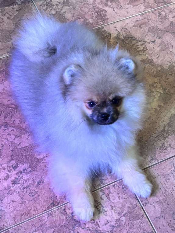 Собаки в Петергофе: Сладкий мальчонка Мальчик, 45 000 руб. - фото 6