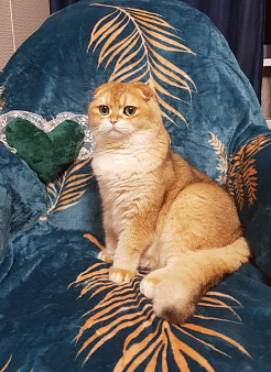 Шотландский котик