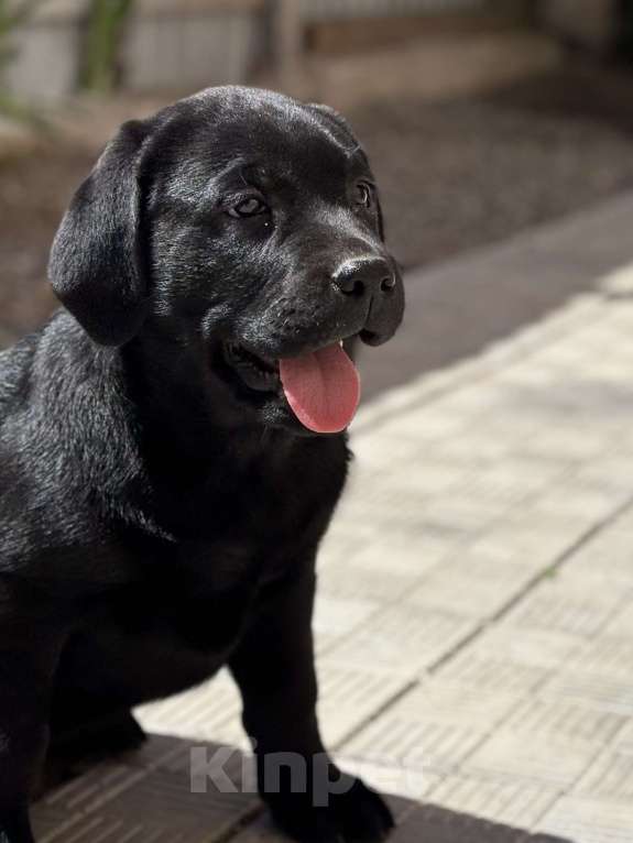 Собаки в Екатеринбурге: Щенок лабрадора Мальчик, Бесплатно - фото 4