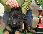 Собаки в Кургане: Щенок немецкой овчарки длинношерстной Мальчик, 50 000 руб. - фото 2