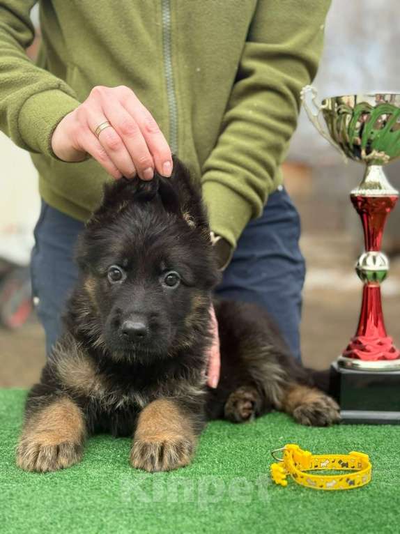 Собаки в Кургане: Щенок немецкой овчарки длинношерстной Мальчик, 50 000 руб. - фото 2