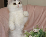 Кошки в Новосибирске: Пушистое чудо  Девочка, 30 000 руб. - фото 6