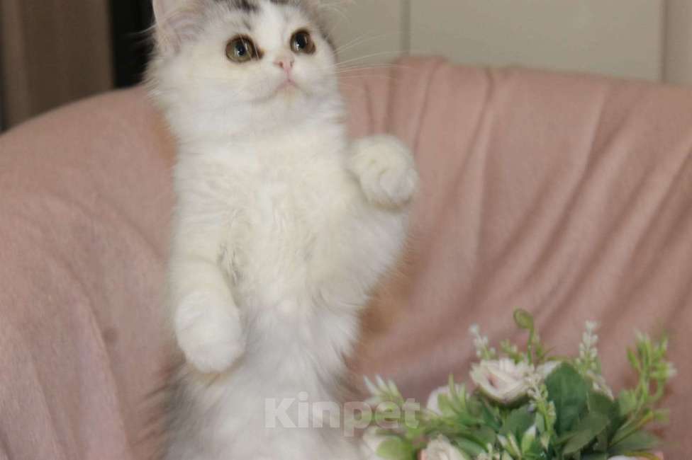 Кошки в Новосибирске: Пушистое чудо  Девочка, 30 000 руб. - фото 6