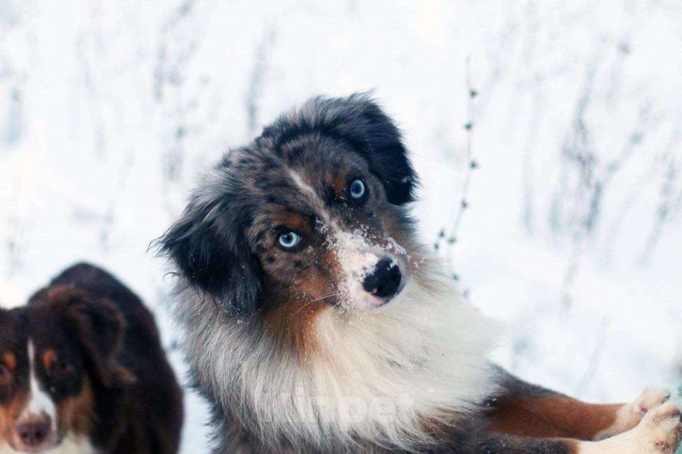 Собаки в Рязани: Щенки Миниатюрной американской овчарки. Мальчик, Бесплатно - фото 5