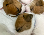 Собаки в Пензе: Продаю щенков Джек Рассел терьера Девочка, 15 000 руб. - фото 3