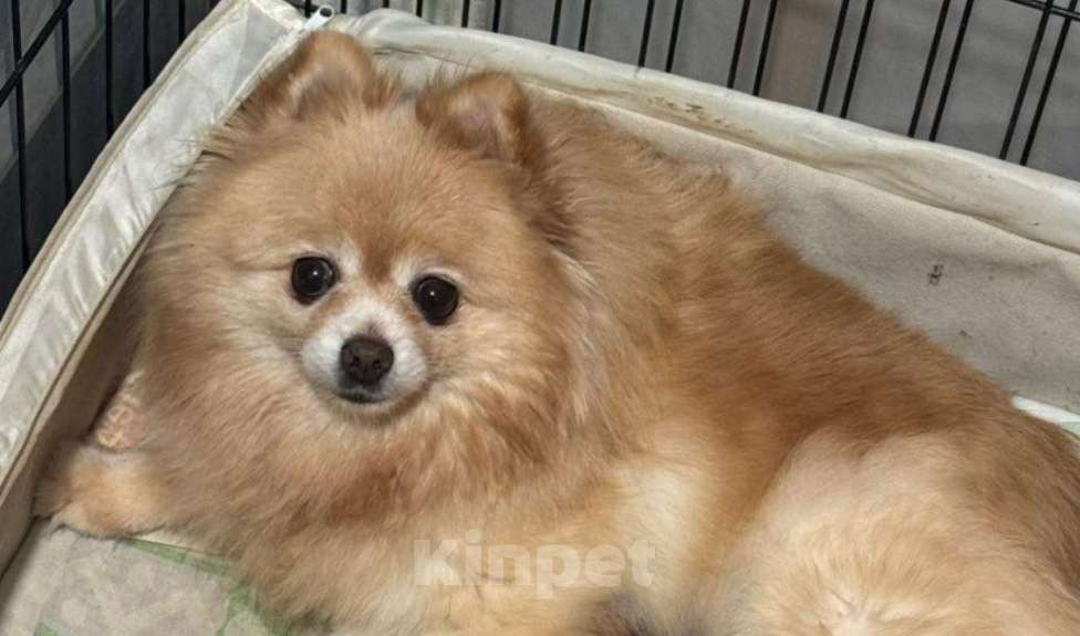 Собаки в Новосибирске: Потерялась собака Девочка, 2 000 руб. - фото 1