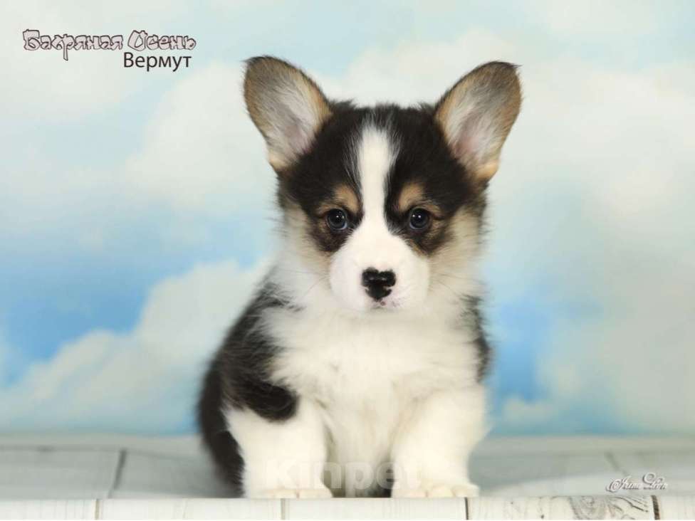 Собаки в других городах Московской области: Продается мальчик вельш корги пемброк Мальчик, 80 000 руб. - фото 1
