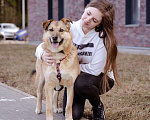 Собаки в Москве: Рыжуля в добрые руки! Девочка, Бесплатно - фото 5