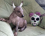 Собаки в Москве: Мексиканская голая, щенок Мальчик, 80 000 руб. - фото 2