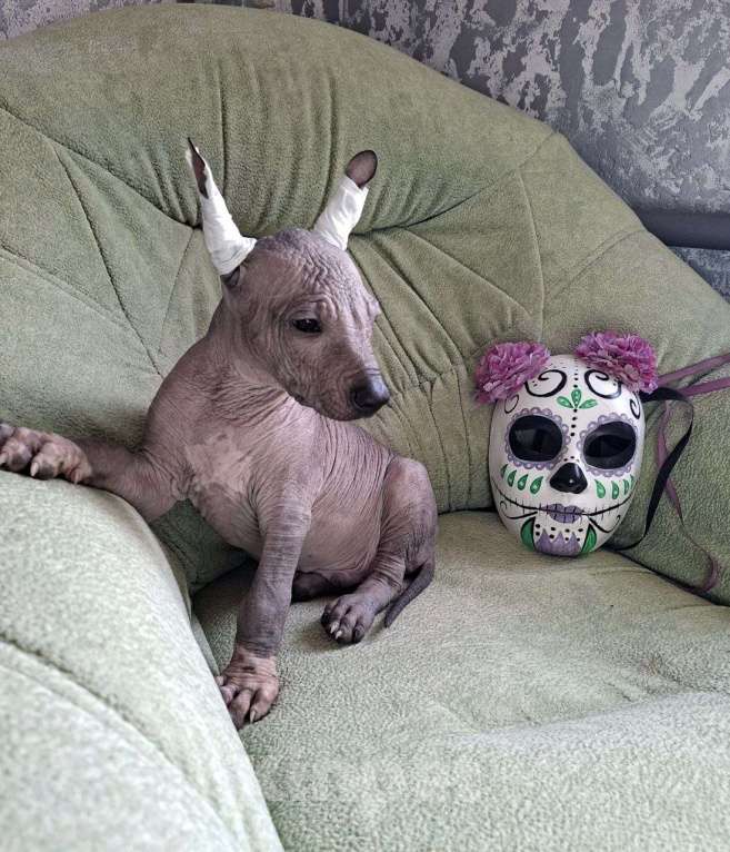 Собаки в Москве: Мексиканская голая, щенок Мальчик, 80 000 руб. - фото 2