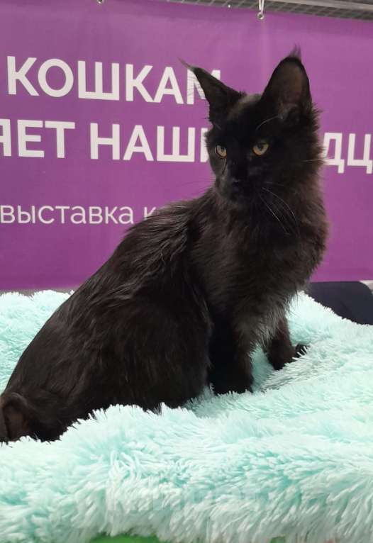 Кошки в Москве: Девочка мейн-куна Девочка, 40 000 руб. - фото 3