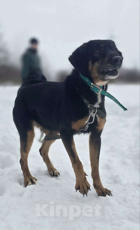 Собаки в Королеве: Тильда - ураган эмоций и чувств, движение, активность и «жить жизнь на полную» Девочка, Бесплатно - фото 8
