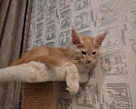 Кошки в Омске: Кот Мэйн-кун  Мальчик, 30 000 руб. - фото 4