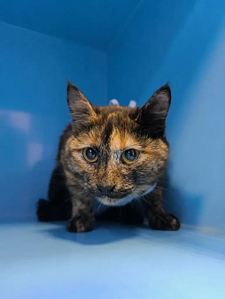 Кошечка Нутелла в добрые руки