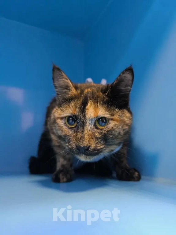 Кошки в Москве: Кошечка Нутелла в добрые руки Девочка, Бесплатно - фото 1