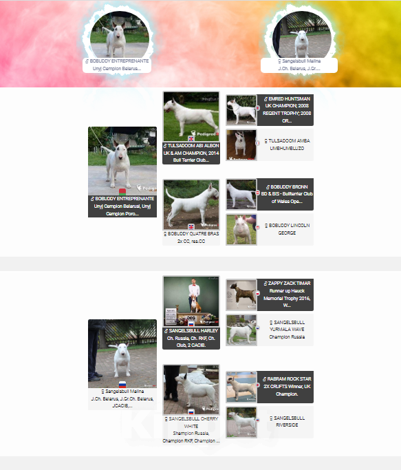 Собаки в Москве: Высокопородные щенки бультерьера Девочка, 120 000 руб. - фото 8