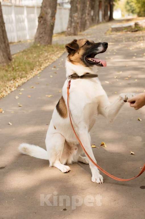 Собаки в Долгопрудном: Амурчику нужен тёплвый Дом и любящий хозяев Мальчик, Бесплатно - фото 3