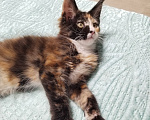 Кошки в Петрозаводске: Котята мейн-кун Мальчик, 45 000 руб. - фото 2