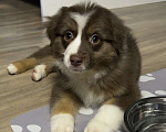 Собаки в Омске: Щенок миниатюрная американская овчарка Девочка, 40 000 руб. - фото 4