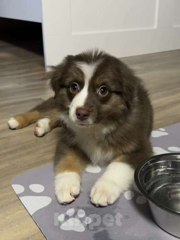 Собаки в Омске: Щенок миниатюрная американская овчарка Девочка, 40 000 руб. - фото 4