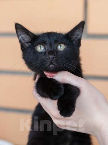 Кошки в Москве: Антрацит ищет дом Мальчик, Бесплатно - фото 3