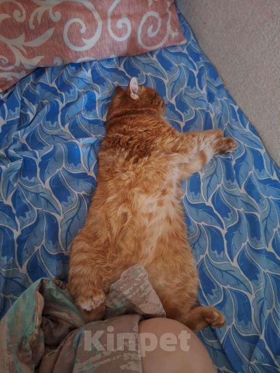 Кошки в других городах Крыма: Потерялся любимый рыжий котик! Мальчик, 5 000 руб. - фото 3