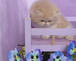 Кошки в Москве: Шикарный персидский котёнок Мальчик, Бесплатно - фото 4