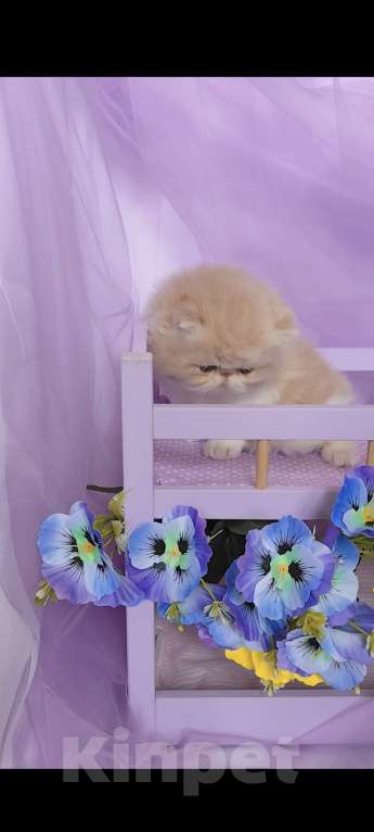 Кошки в Москве: Шикарный персидский котёнок Мальчик, Бесплатно - фото 4