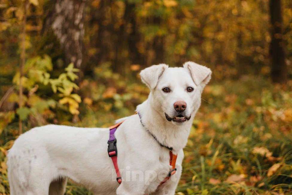 Собаки в Москве: Ума ищет дом Девочка, Бесплатно - фото 4