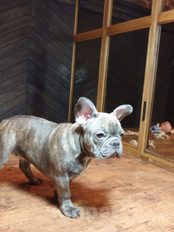 Собаки в Брянске: Динь Девочка, 65 000 руб. - фото 1