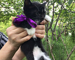 Кошки в Симферополе: Котик Мальчик, Бесплатно - фото 2