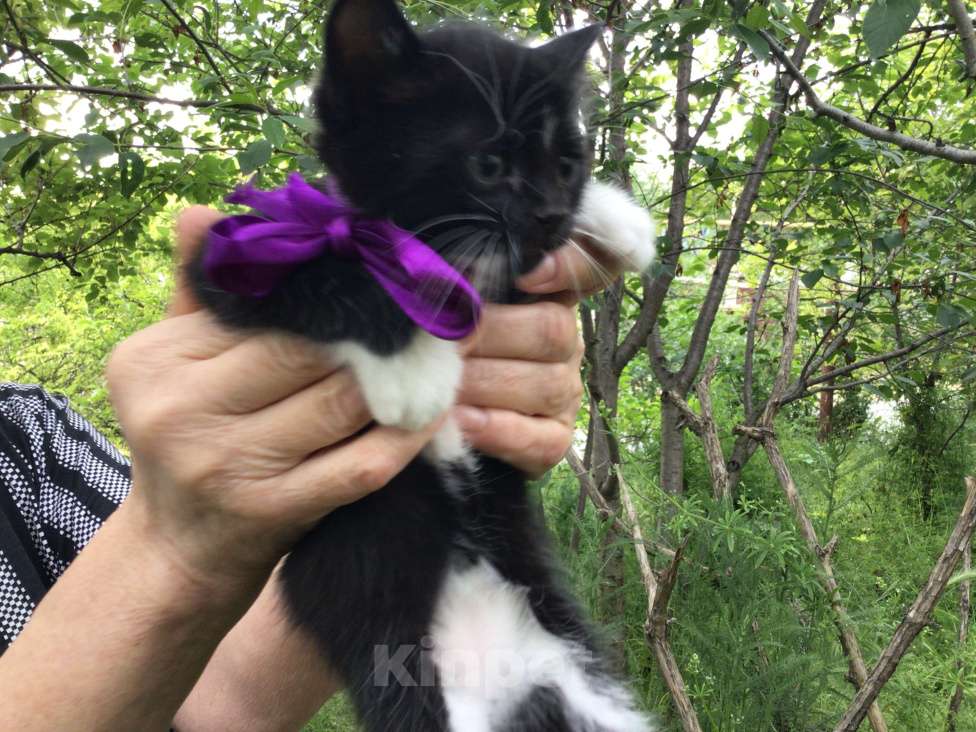 Кошки в Симферополе: Котик Мальчик, Бесплатно - фото 2