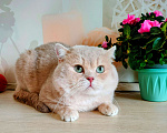 Кошки в Воронеже: Лиловая золотая шиншилла взрослый кот Мальчик, 70 000 руб. - фото 2